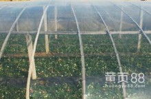 農(nóng)用薄膜 現(xiàn)代農(nóng)業(yè)的“保護(hù)傘”與技術(shù)革新